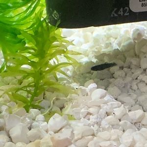 Meet your Posher, Dana